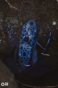 Dendrobate bleu