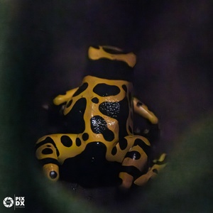 Dendrobate jaguar