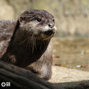 Loutre asiatique