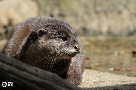 Loutre asiatique