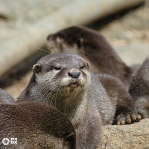 Loutre asiatique
