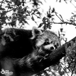 Panda roux
