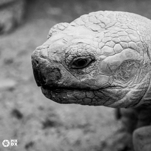 Tortue sillonnée