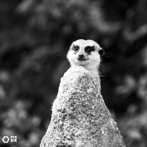 Suricate