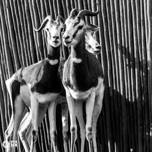 Gazelles dama