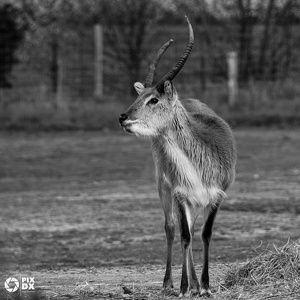 Cobe de Lechwe