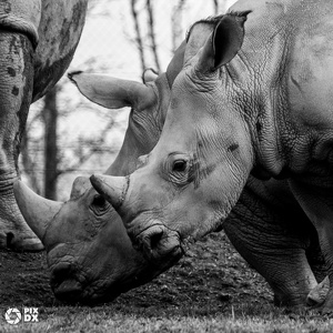Rhinocéros blanc