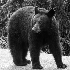 Ours noir