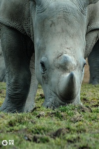 Rhinocéros blanc