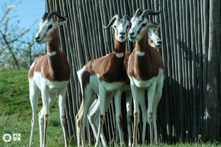 Gazelles dama