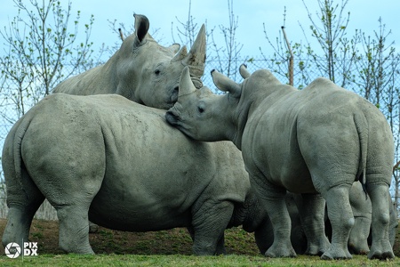Rhinocéros blancs