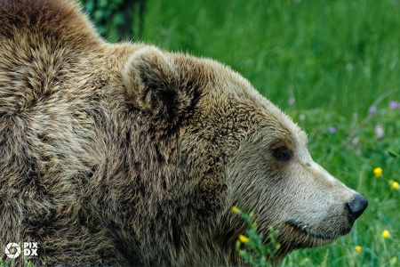 Ours brun