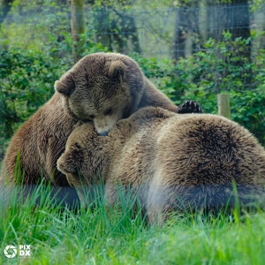 Ours bruns