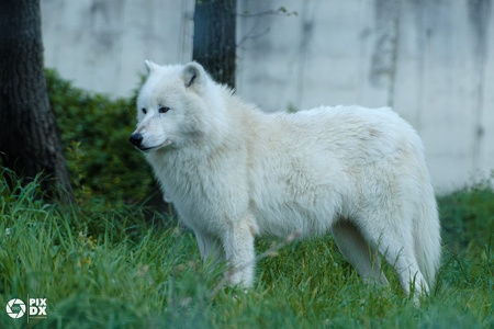 Loup arctique