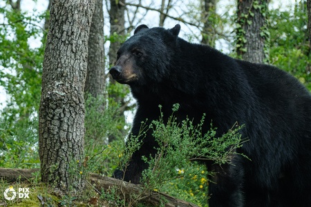 Ours noir
