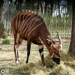 Bongo