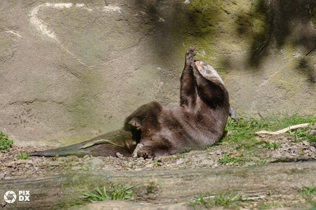 Loutre asiatique