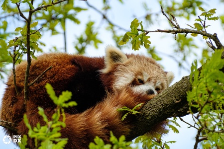 Panda roux