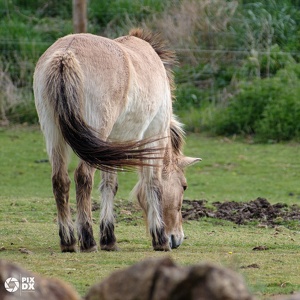 Cheval de Przewalski