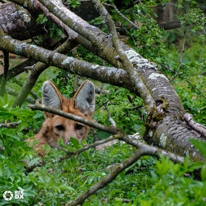 Loup à crinière