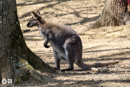 Wallaby de Bennett