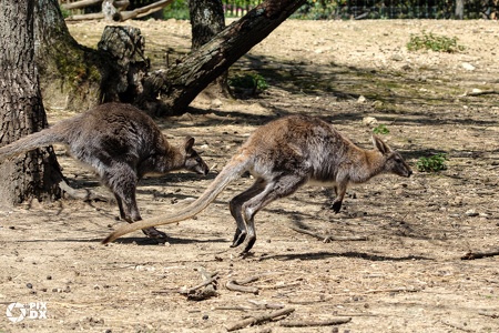 Kangourous roux