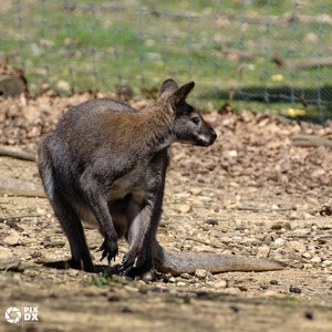 Wallaby de Bennett