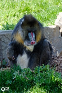 Mandrill