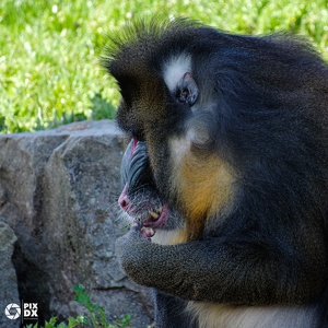 Mandrill
