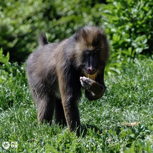 Mandrill