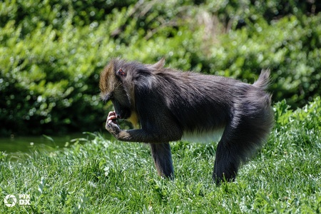 Mandrill