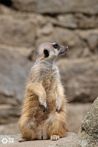 Suricate