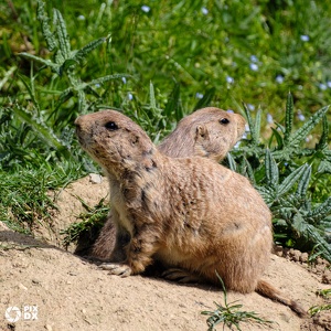 Chiens de prairie