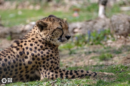 Guépard