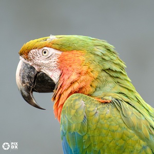 Ara