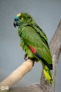 Amazone à front bleu