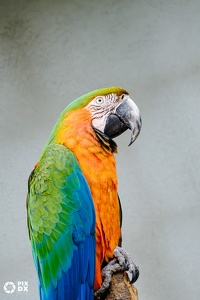 Ara