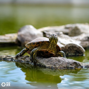 Tortue de Floride
