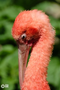 Ibis rouge
