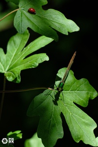 Caloptéryx splendide