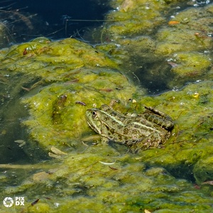 Grenouille verte
