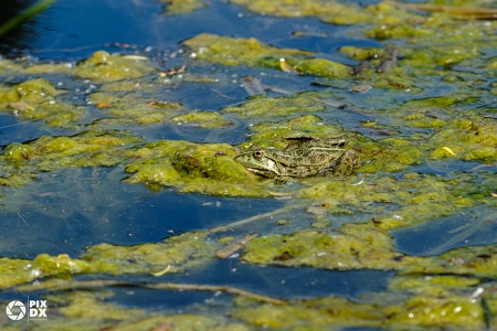 Grenouille verte