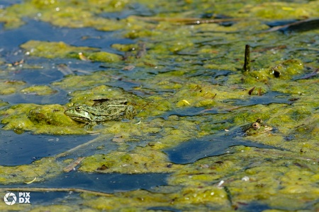 Grenouilles vertes