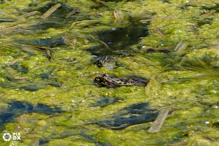Grenouilles vertes