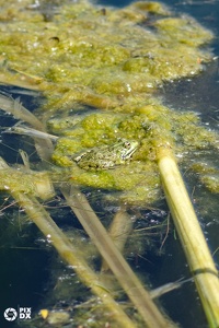 Grenouille verte