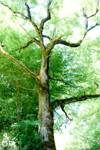 Arbre