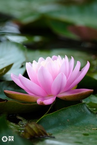 Nénuphar