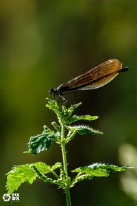 Caloptéryx hémorroïdal