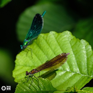 Libellules