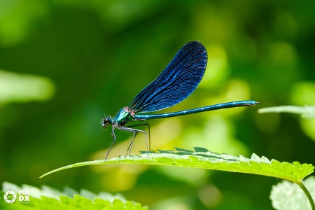 Caloptéryx splendide
